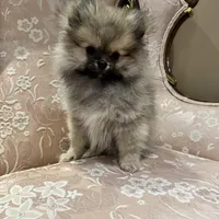 Mochi, a male Pomeranian for sale in Chicago, IL – Photo 1 of 5