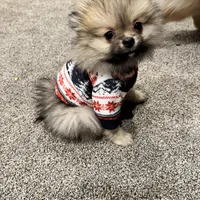 Mochi, a male Pomeranian for sale in Chicago, IL – Photo 5 of 5