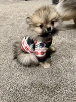 Mochi, a male Pomeranian for sale in Chicago, IL – Photo 5 of 5