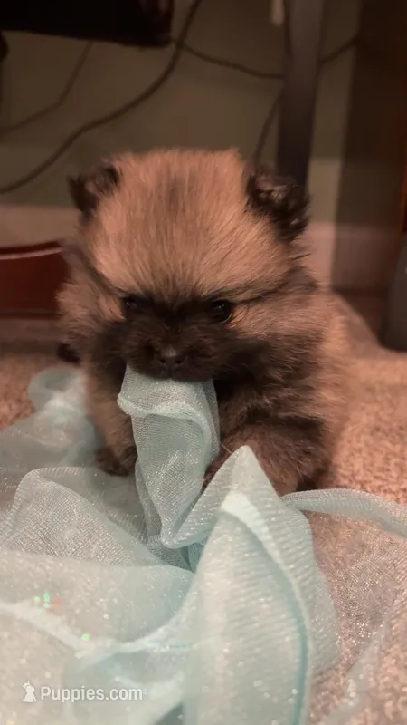 Lucy – Pomeranian puppy for sale in Chicago, IL