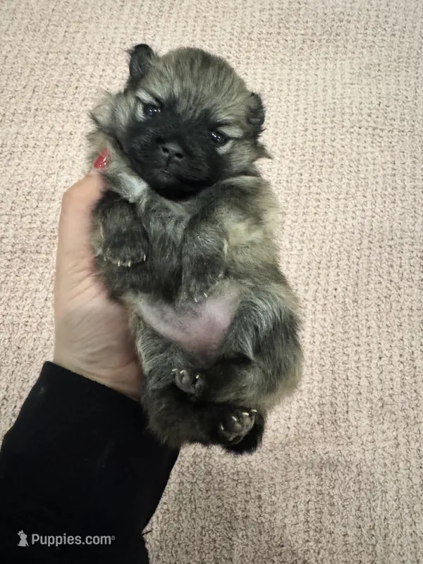 Lucy – Pomeranian puppy for sale in Chicago, IL