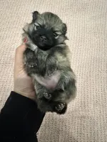 Lucy, a female Pomeranian for sale in Chicago, IL – Photo 1 of 2