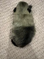 Lucy, a female Pomeranian for sale in Chicago, IL – Photo 2 of 2