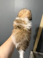 Bitty bitty baby, a male Maltipoo for sale in Sparta, NC – Photo 2 of 2