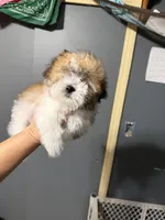 Bitty bitty baby, a male Maltipoo for sale in Sparta, NC – Photo 1 of 2