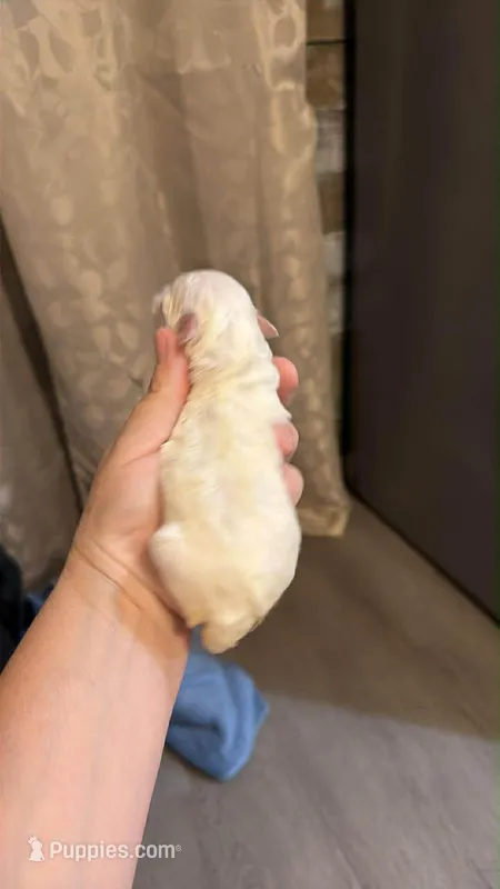 Lilly – Maltese puppy for sale in Sparta, NC