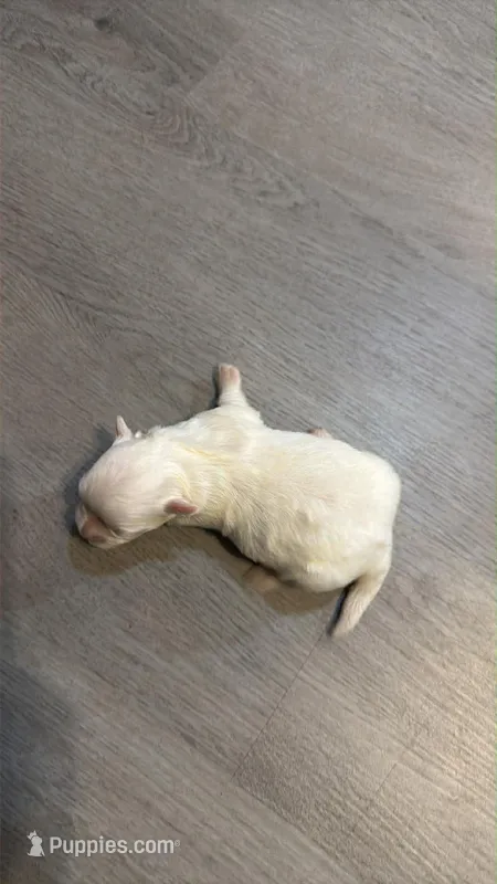 Clover – Maltese puppy for sale in Sparta, NC