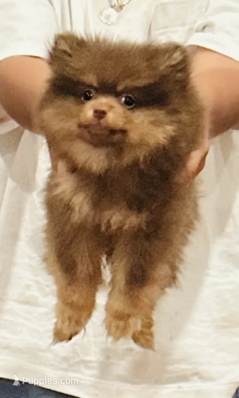 Coco – Pomeranian puppy for sale in Warrenville, IL