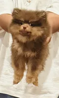 Coco, a male Pomeranian for sale in Warrenville, IL – 1 of 3