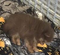 Coco, a male Pomeranian for sale in Warrenville, IL – 2 of 3