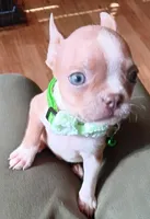 AKC Peanut Blue Fawn With Blue Eyes, a male Boston Terrier for sale in Champaign, IL – 3 of 10