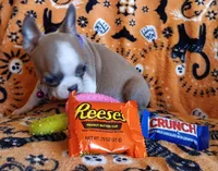AKC Pending Hold Blue Fawn, a female Boston Terrier for sale in Champaign, IL – 5 of 10
