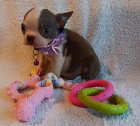 AKC HOLD, a female Boston Terrier for sale in Champaign, IL – 7 of 7