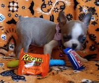 AKC Pending Hold Blue Fawn, a female Boston Terrier for sale in Champaign, IL – 4 of 10