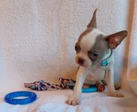 AKC Hold, a male Boston Terrier for sale in Champaign, IL – 3 of 3