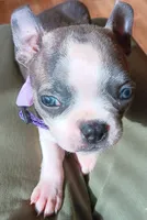 AKC Skyler Blue and White Blue Eyes, a female Boston Terrier for sale in Champaign, IL – 2 of 9
