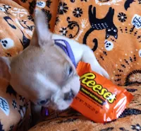 AKC Sandy Fawn Blue Eyes, a female Boston Terrier for sale in Champaign, IL – 3 of 8