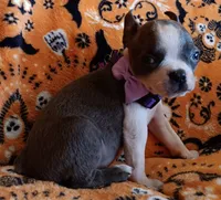 AKC Skyler Blue and White Blue Eyes, a female Boston Terrier for sale in Champaign, IL – 9 of 9