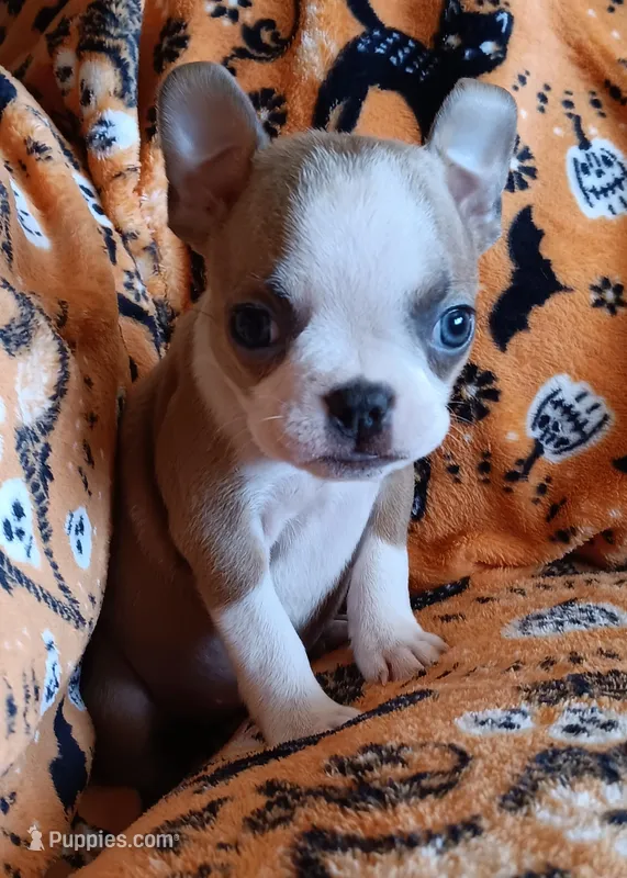 AKC Lola – Boston Terrier puppy for sale in Champaign, IL