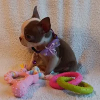 AKC HOLD, a female Boston Terrier for sale in Champaign, IL – 2 of 7