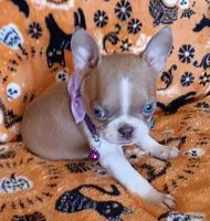 AKC Sandy Fawn Blue Eyes, a female Boston Terrier for sale in Champaign, IL – 6 of 8