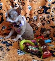 AKC Lola, a female Boston Terrier for sale in Champaign, IL – 10 of 10