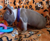 AKC Pending Hold Blue Fawn, a female Boston Terrier for sale in Champaign, IL – 3 of 10