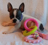 AKC Hold, a female Boston Terrier for sale in Champaign, IL – 4 of 6