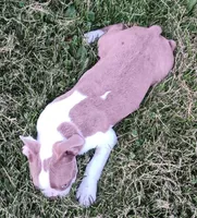 Today only 4th!  300.00 off!, a male Boston Terrier for sale in Champaign, IL – 6 of 6
