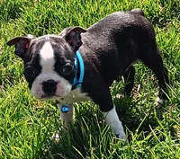 AKC Cole, a male Boston Terrier for sale in Champaign, IL – Photo 4 of 6