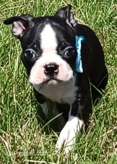 AKC Cole – Boston Terrier puppy for sale in Champaign, IL