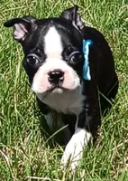 AKC Cole, a male Boston Terrier for sale in Champaign, IL – Photo 1 of 6