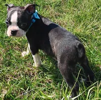 AKC Cole, a male Boston Terrier for sale in Champaign, IL – Photo 5 of 6