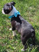 AKC Cole, a male Boston Terrier for sale in Champaign, IL – Photo 6 of 6