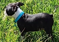 AKC Cole, a male Boston Terrier for sale in Champaign, IL – Photo 2 of 6