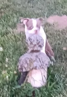 Today only 4th!  300.00 off!, a male Boston Terrier for sale in Champaign, IL – 2 of 6