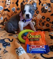 AKC Skyler Blue and White Blue Eyes, a female Boston Terrier for sale in Champaign, IL – 7 of 9