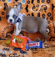 AKC Pending Hold Blue Fawn, a female Boston Terrier for sale in Champaign, IL – 9 of 10
