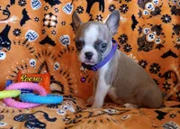 AKC Pending Hold Blue Fawn, a female Boston Terrier for sale in Champaign, IL – 8 of 10