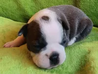 AKC Hold, a female Boston Terrier for sale in Champaign, IL – Photo 3 of 3