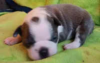 AKC Hold, a female Boston Terrier for sale in Champaign, IL – Photo 2 of 3