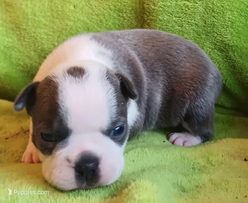 AKC Hold – Boston Terrier puppy for sale in Champaign, IL