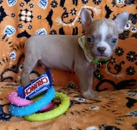 AKC Peanut Blue Fawn With Blue Eyes, a male Boston Terrier for sale in Champaign, IL – 6 of 10