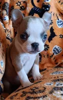 AKC Lola, a female Boston Terrier for sale in Champaign, IL – 2 of 10