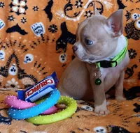 AKC Peanut Blue Fawn With Blue Eyes, a male Boston Terrier for sale in Champaign, IL – 10 of 10