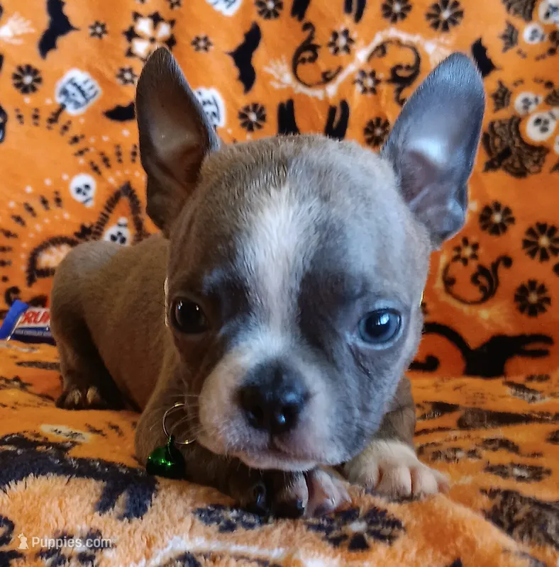 AKC Blue Jay Blue And White With Fawn Brindleing – Boston Terrier puppy for sale in Champaign, IL