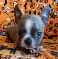 AKC Blue Jay Blue And White With Fawn Brindleing, a male Boston Terrier for sale in Champaign, IL – 1 of 8