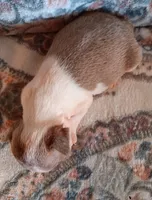 AKC Pending, a male Boston Terrier for sale in Champaign, IL – Photo 4 of 4