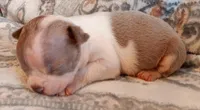 AKC Pending, a male Boston Terrier for sale in Champaign, IL – Photo 3 of 4