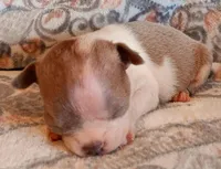 AKC Pending, a male Boston Terrier for sale in Champaign, IL – Photo 1 of 4
